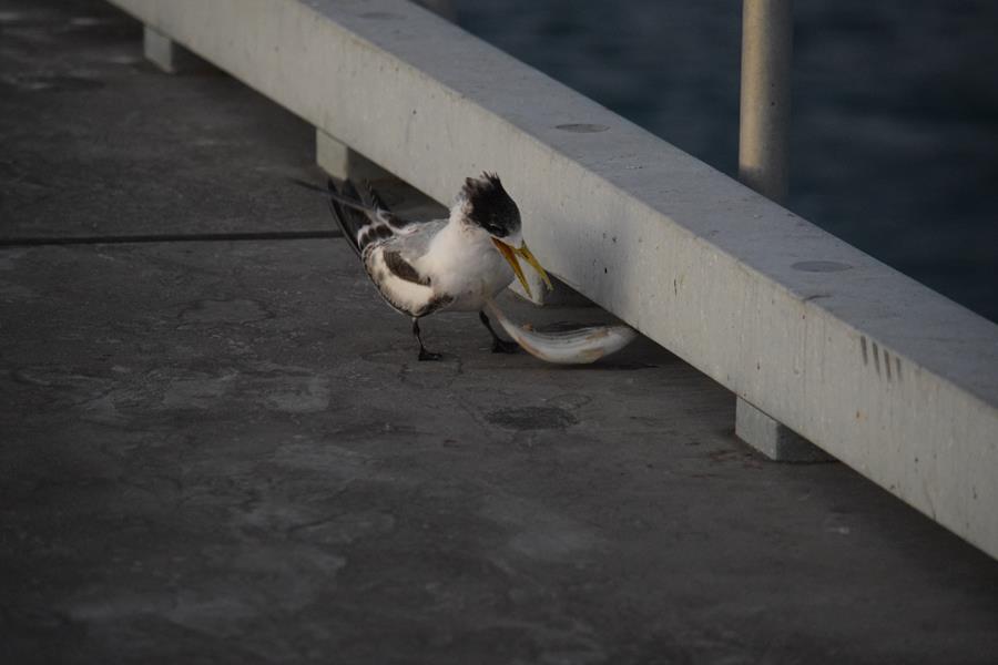 Tern crested 015.JPG